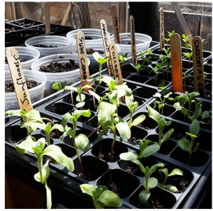 2016-04-18-Raised beds at Chester urban farm-450x450-framed